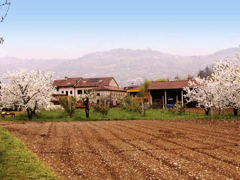 Ciliegie di Marostica Igp ma anche oltre 90 varietà di frutta