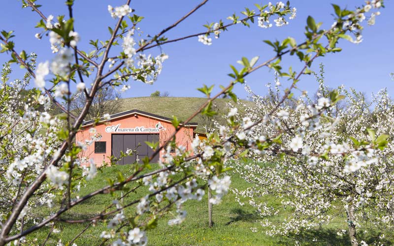 Amarena di Cantiano, Vini, Confetture e Marmellate naturalmente prodotti