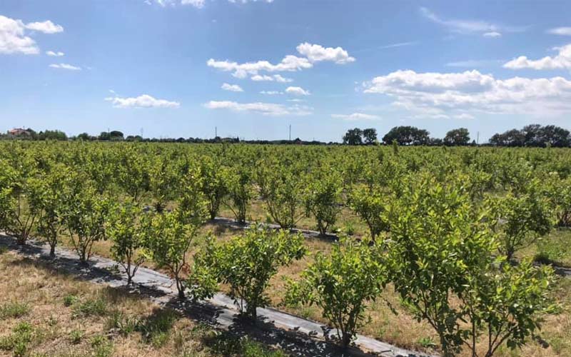 I sapori e i prodotti tipici biologici della Maremma Toscana