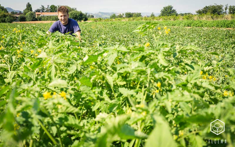 Il vero biologico senza orpelli: raccolto al mattino e consegnato nell'arco di 12 ore