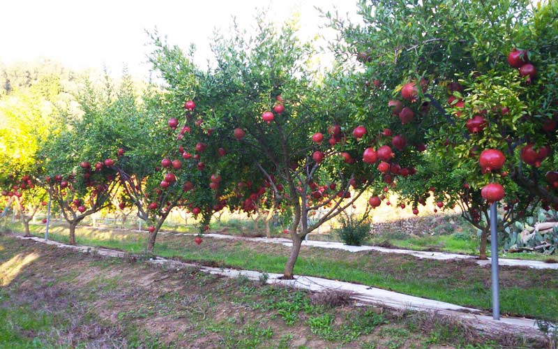 Coltivazione e commercializzazione di Melagrana Made in Sicily e prodotti derivati