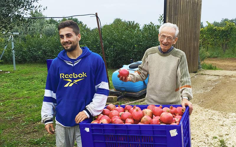 Produzione e fornitura di Melagrana 100% made in Italy