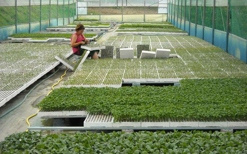 Produzione di piante giovani da orto e fiori, fruttiferi, frutta e verdura di stagione