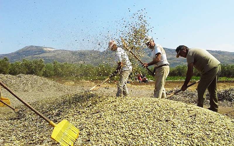 Produzione del legume carpinese presidio 