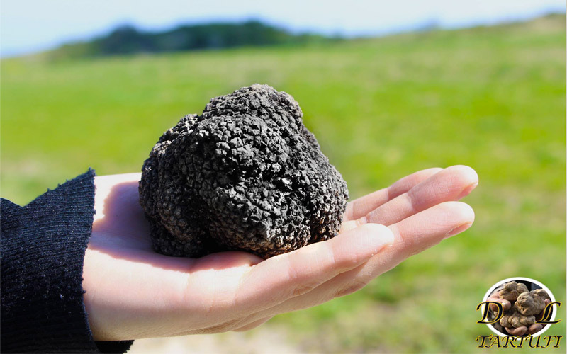 Tartufi freschi e conservati: la qualità e i profumi della nostra Terra