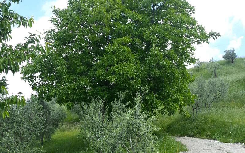 Da una passione di famiglia Ortofrutta e Olio Biologico