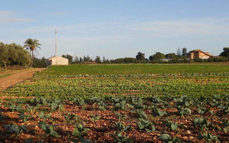 distese di campi coltivati trapani