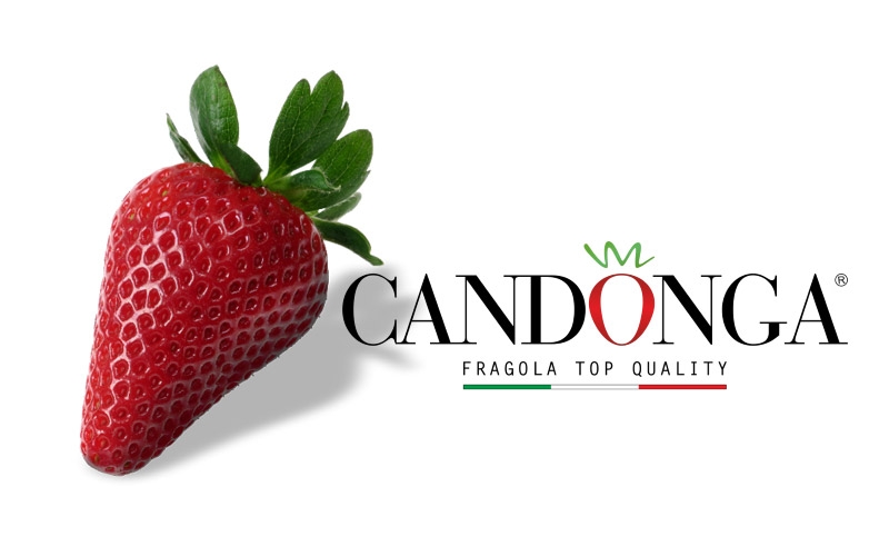 candonga