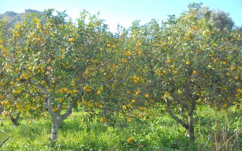 albero bergamotto