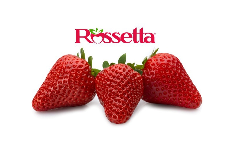 fragola-rossetta