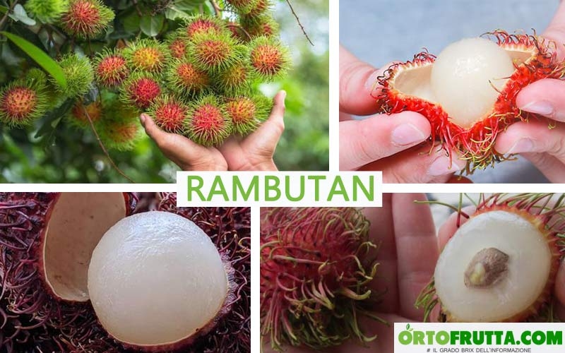 rambutan frutto