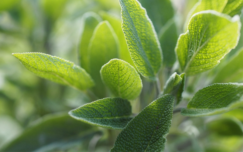salvia