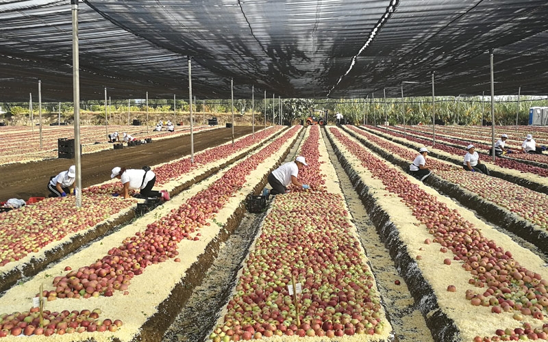 produzione melannurca aop luce