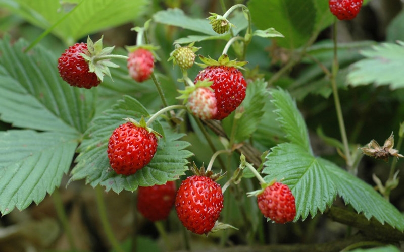 fragoline di bosco
