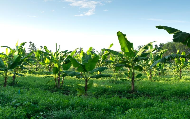 coltivazioni banane