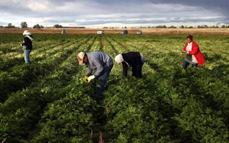 lavoro nei campi agricoltura