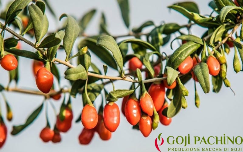 goji pachino ramo di bacche dell'azienda con sede a pachino