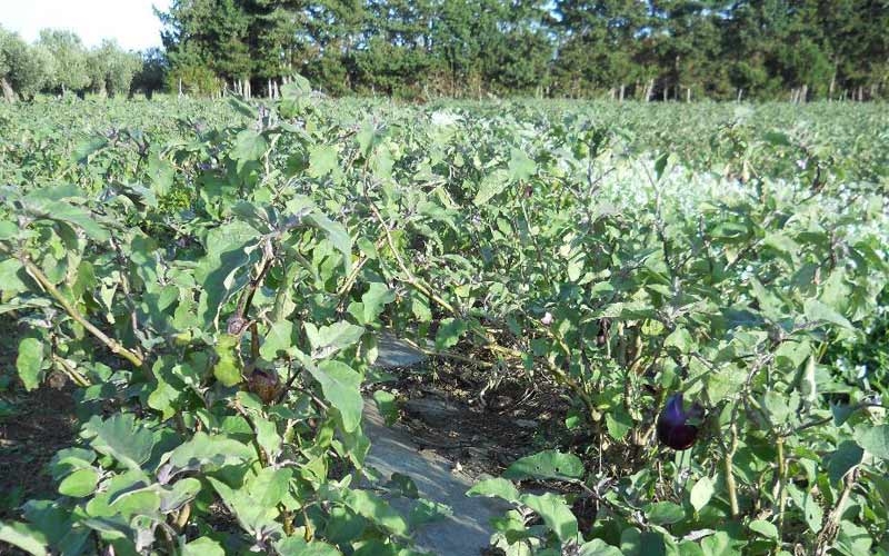 azienda agricola cipolla vincenza campo di melanzane