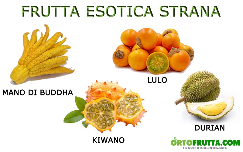 frutti esotici strani mano di buddha durian lulo kiwano