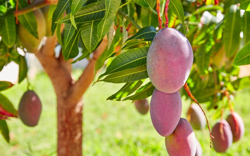 pianta mango