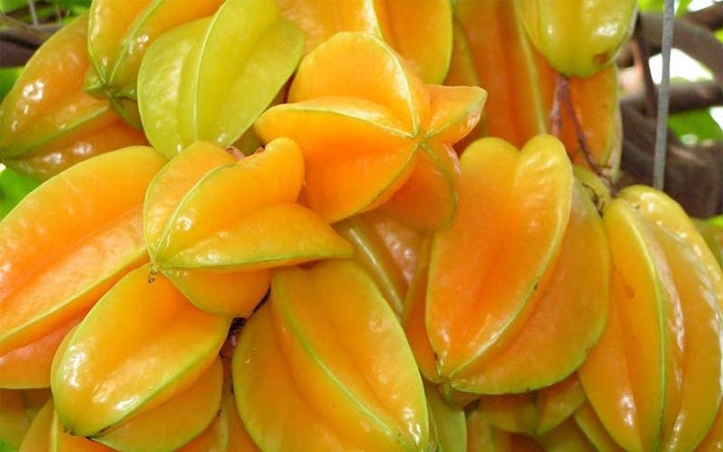 frutto a stella sull'albero star fruit on tree
