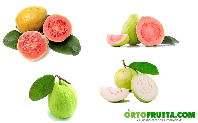 guava polpa bianca rossa rosa