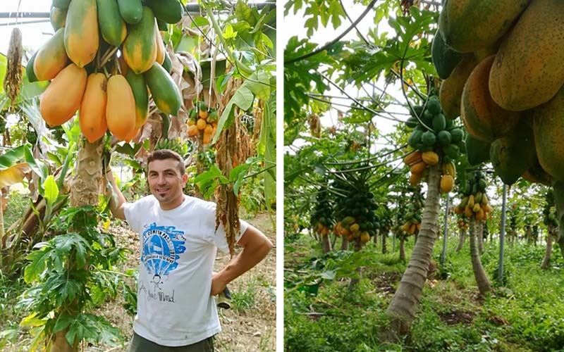 alberi di papaya in Italia