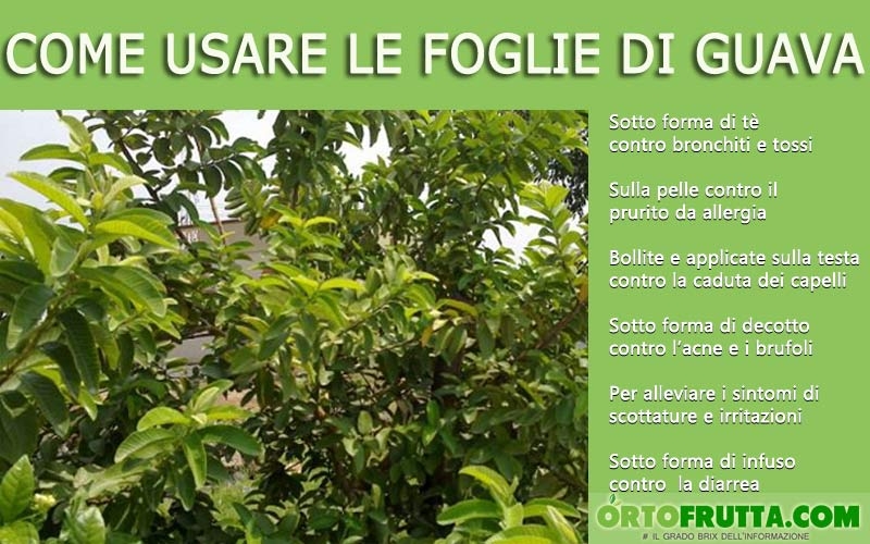 foglie di guava