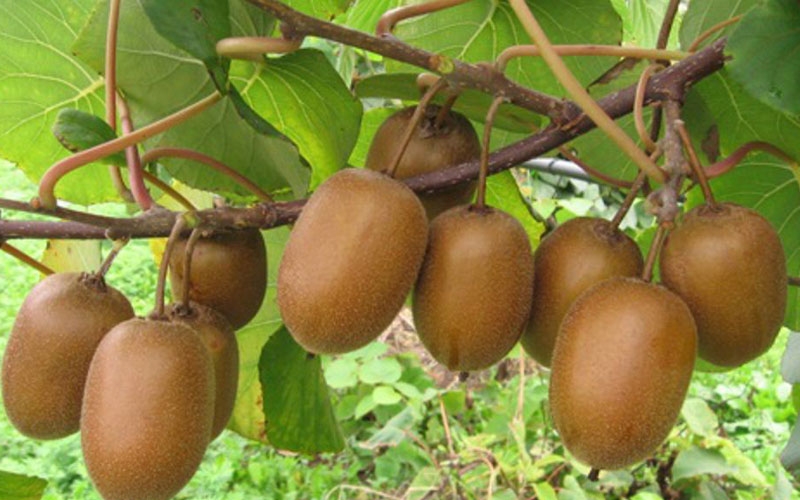 pianta kiwi latina