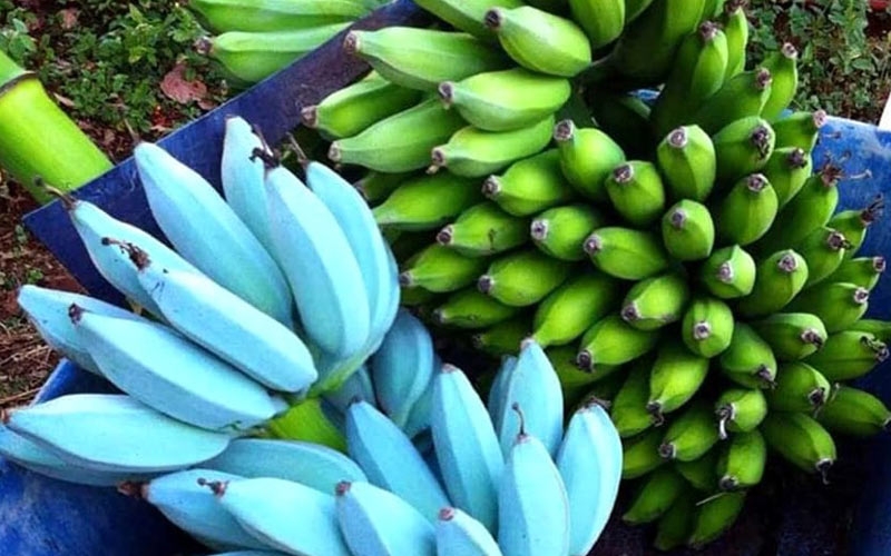 banana blue java matura e acerba