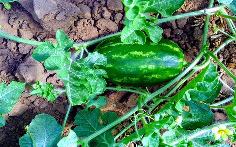 coltivazioni angurie agro pontino