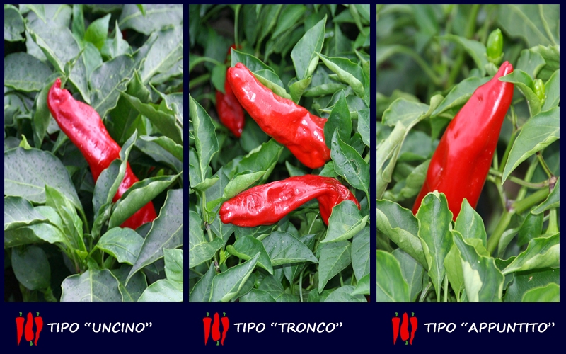 tipi di peperone di senise tronco uncino appuntito