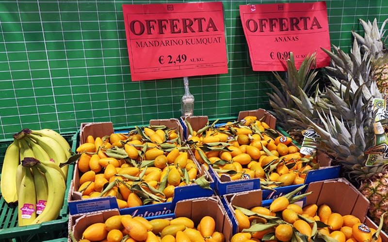 prezzo kumquat
