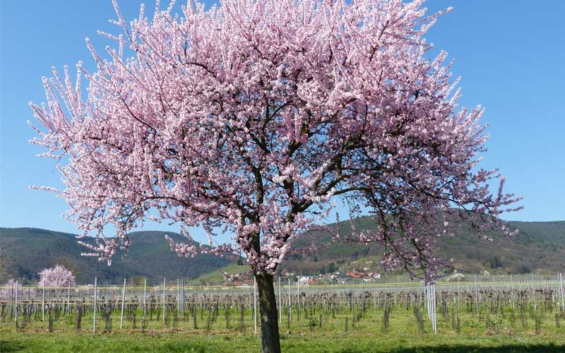 alberi da frutta in fiore