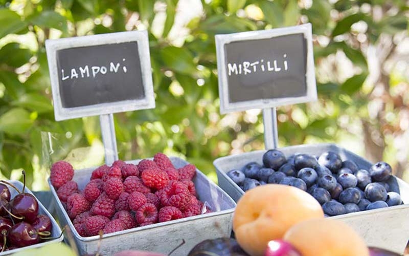 mirtilli lampone azienda agricola rossolampone