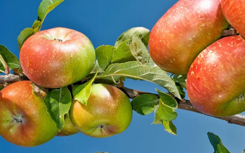 mela rosa monti sibillini