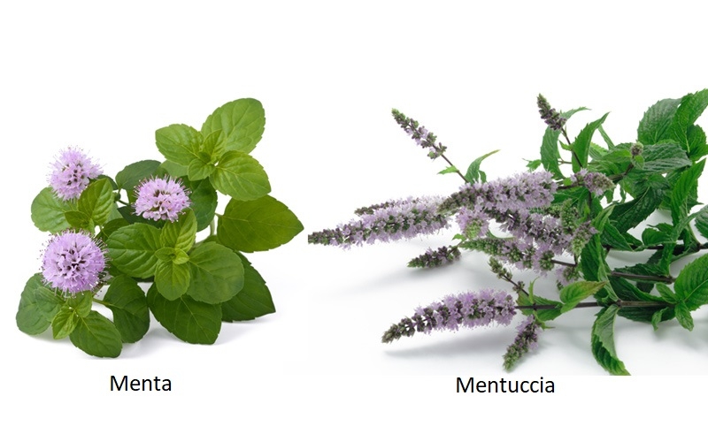 differenza menta e mentuccia fiori e foglie