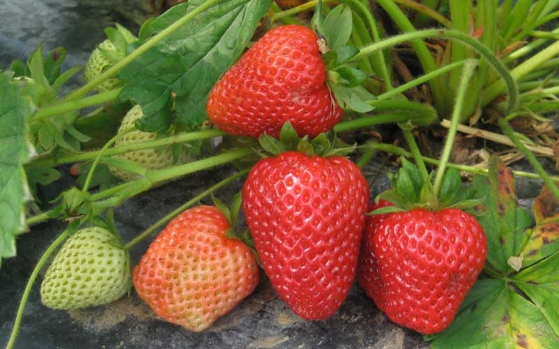 fragole ventana