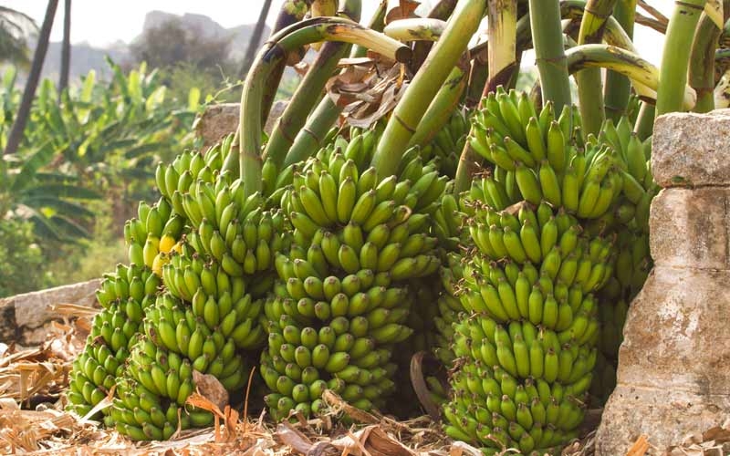 caschi di banane verdi pronte al trasporto e alla maturazione controllata