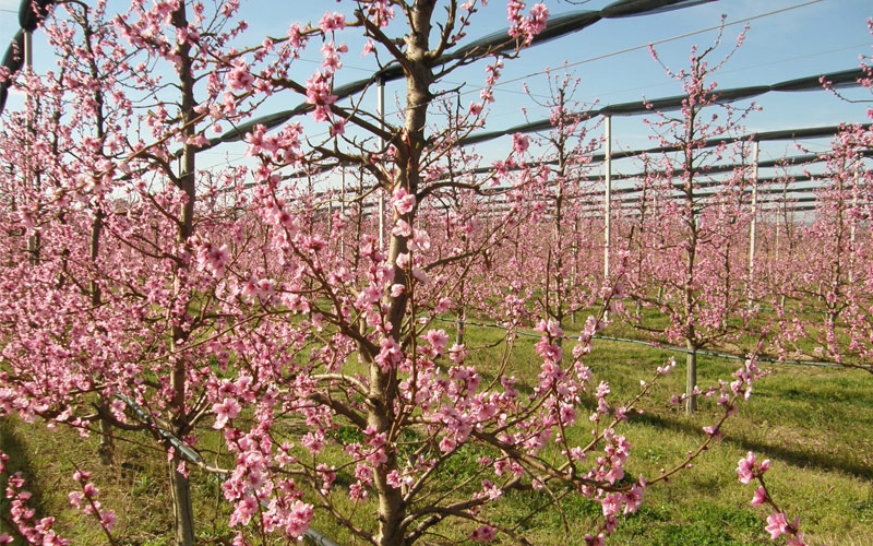 alberi di pesche in fiore