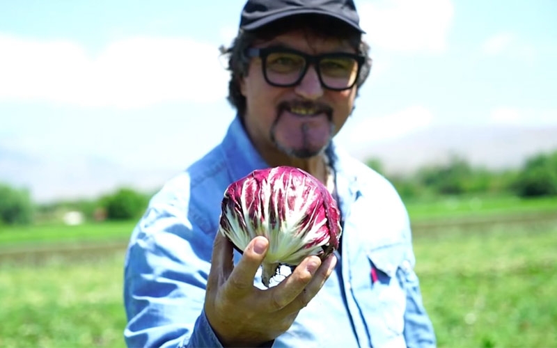 Giammarco de vincentis ortobemar radicchio rosso