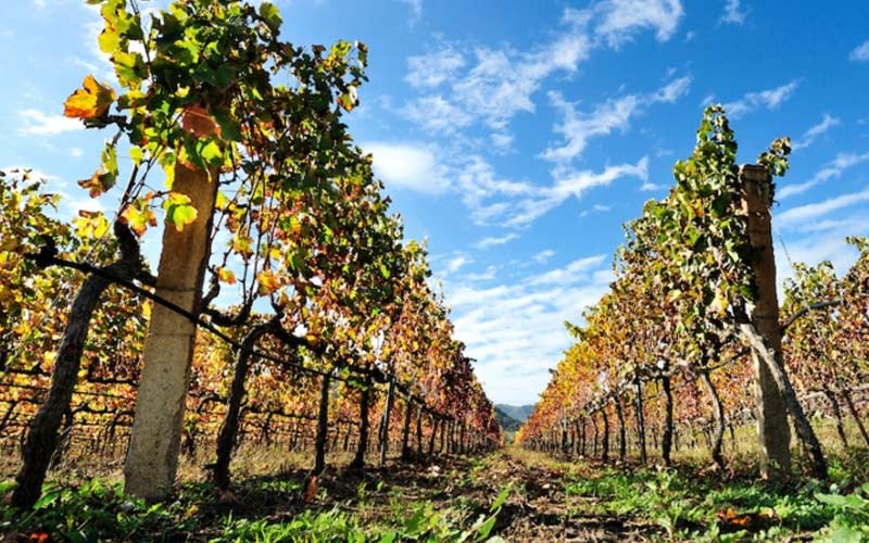 comparto-vitivinicolo-proposta-allunione-europea-per-adottare-misure-speciali