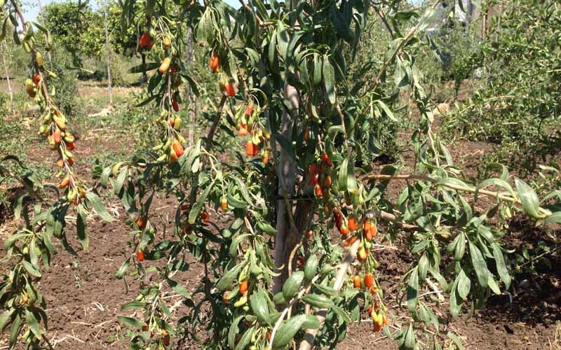 coltivazioni pachino azienda contrada flua