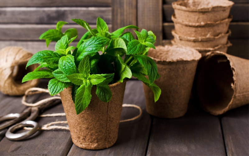 coltivare menta vaso