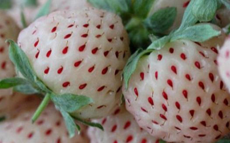 fragole bianche annabella