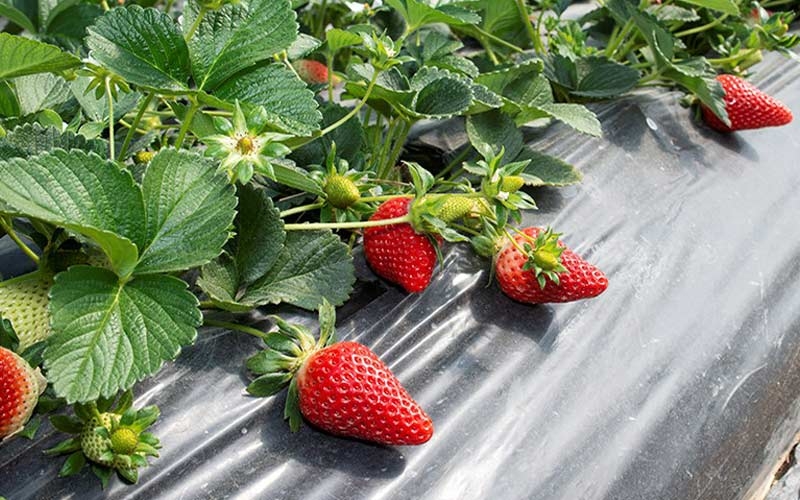 coltivazioni fragole rossetta