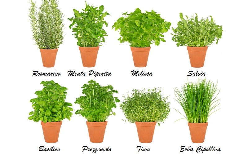 erbe aromatiche nomi