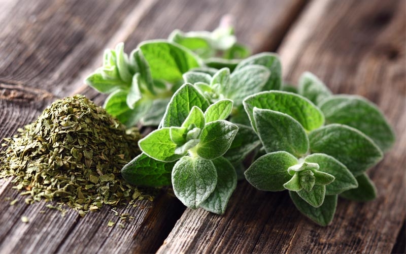 origano