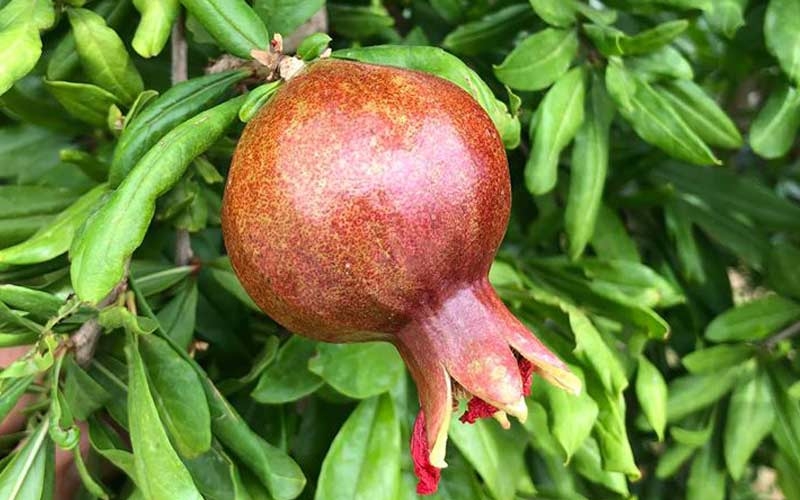 melograno agripeppe