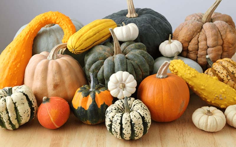 tipi di zucca